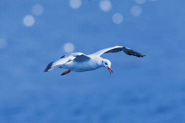 gull in flight