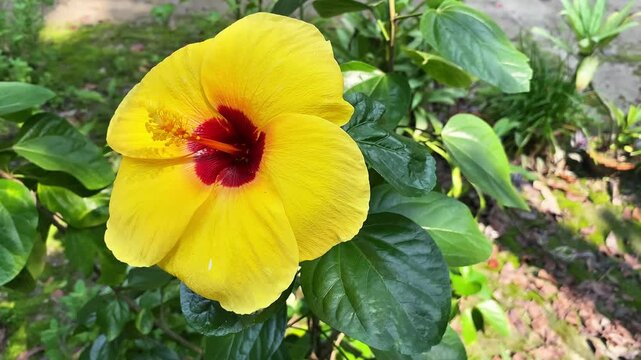 Yellow Bloom Hibiscus Flower, jaba Flower, Jaba Flower Swinging in Breeze
