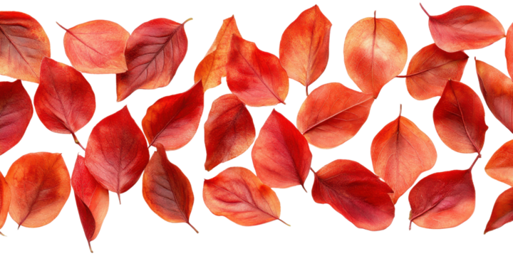 red petals top view on isolated white background.