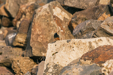 black redstart on a rock