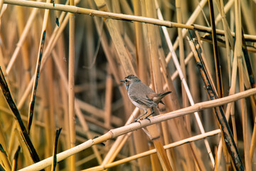 bluethroat on a reed