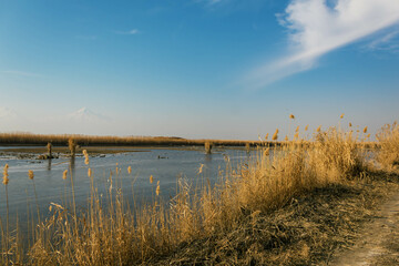 reeds on the lake