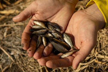 hand holding fishes