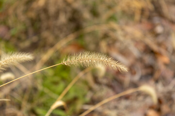 close up of dry grass