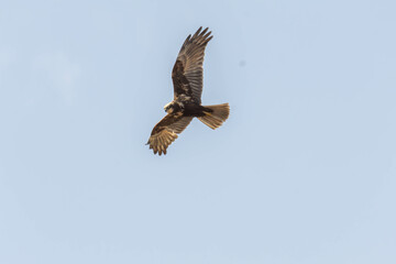 eurasian marsh harrier in flight
