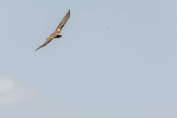 eurasian marsh harrier in flight