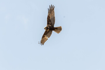 Fototapeta premium eurasian marsh harrier in flight