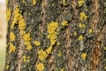 lichen on tree