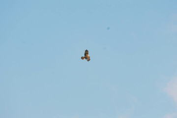eurasian marsh harrier in flight
