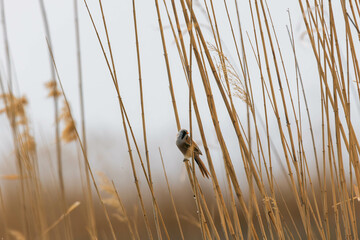 bearded tit on a reed