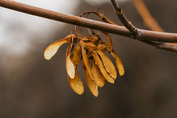 sycamore seeds on a branch