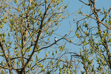 pied flycatcher on a tree