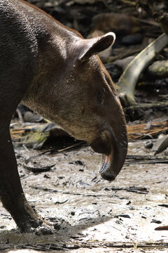 Perfil del tapir