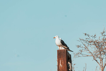 Obraz premium armenian gull on the roof