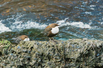white-throated dipper on a rock in the water