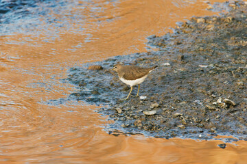 green sandpiper on the beach