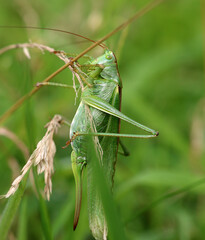 Grünes Heupferd - Great green bush-cricket