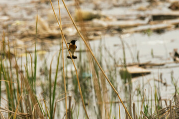 european stonechat on a reed