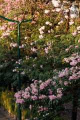 Pink Trumpet or Rosy Trumpet or Pink Tacoma tree, Tabebuia rosea, cheerful blooming in city.
