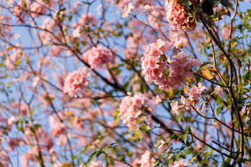 Pink Trumpet or Rosy Trumpet or Pink Tacoma tree, Tabebuia rosea, cheerful blooming against blue sky.