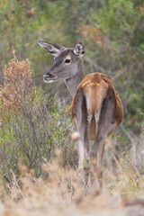Young female deer standing in the forest