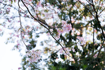 Pink Trumpet or Rosy Trumpet or Pink Tacoma tree, Tabebuia rosea, cheerful blooming against clear sky.