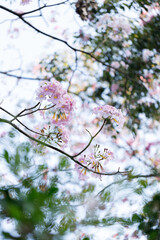 Pink Trumpet or Rosy Trumpet or Pink Tacoma tree, Tabebuia rosea, cheerful blooming against clear sky.