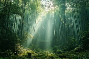 Obraz premium Sunlit Bamboo Forest