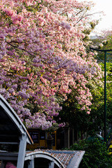Pink Trumpet or Rosy Trumpet or Pink Tacoma tree, Tabebuia rosea, cheerful blooming in city.