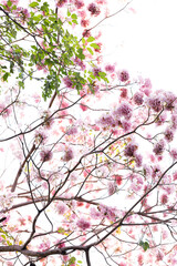 Pink Trumpet or Rosy Trumpet or Pink Tacoma tree, Tabebuia rosea, cheerful blooming against clear sky.