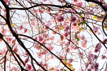Pink Trumpet or Rosy Trumpet or Pink Tacoma tree, Tabebuia rosea, cheerful blooming against clear sky.