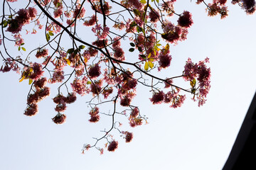 Pink Trumpet or Rosy Trumpet or Pink Tacoma tree, Tabebuia rosea, cheerful blooming against blue sky.
