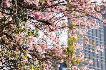 Pink Trumpet or Rosy Trumpet or Pink Tacoma tree, Tabebuia rosea, cheerful blooming in city.