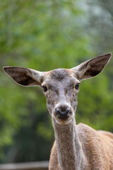 young deer looking at camera smiling in the forest