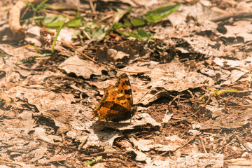 butterfly on the ground