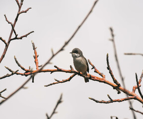 lesser whitethroat on a branch