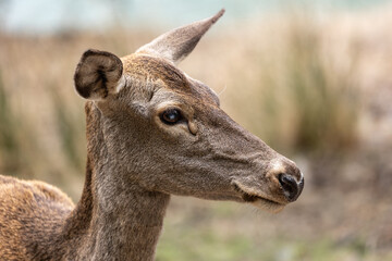 Close-up of a deer's head with focused eye contact, outdoors in a natural habitat