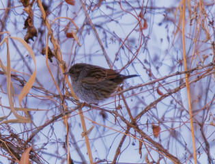 dunnock on a branch