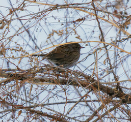 dunnock on a branch