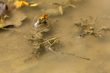 frog swimming in a pond