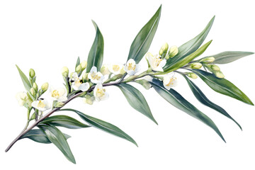 Obraz premium Blooming White Flowers with Green Leaves Branch on Transparent Background Detailed Botanical Illustration for Floral Decoration