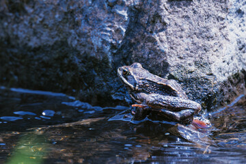 frog in the pond