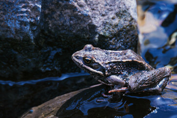 frog in the pond