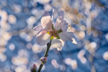 Bright blooming almond flowers closeup 