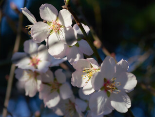 Bright blooming almond flowers closeup 
