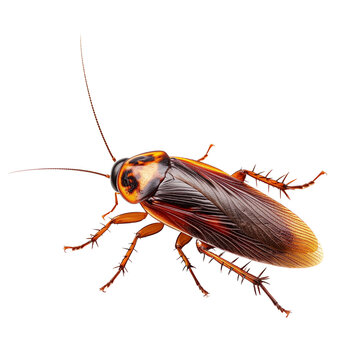 Cockroach isolated on transparent background. PNG. Generated AI