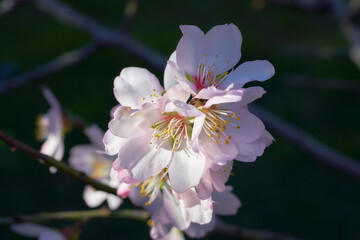 Bright blooming almond flowers closeup 