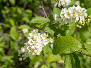 bird cherry in spring close up