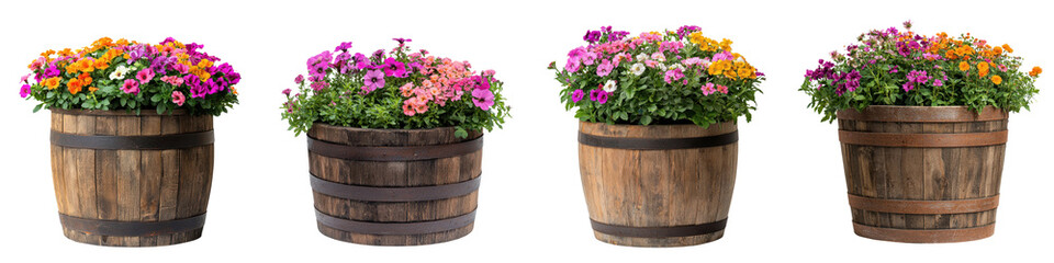 Assortment of vibrant  colorful flower blooms arranged in rustic wooden barrel planters  creating a beautiful floral display