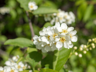 blooming bird cherry close up